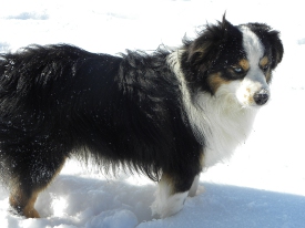  CH Dakota's Toy Diamond Is a blue eyed black tri Male Toy Australian Shepherd.                