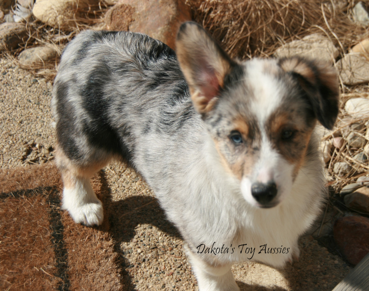 dakota toy aussies Fergus2