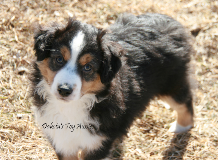 dakota toy aussies Koda