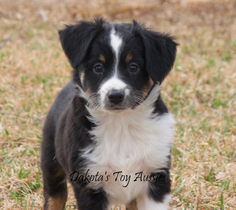 dakota toy aussies darling