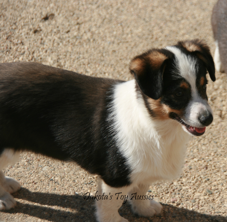dakota toy aussies dexter2